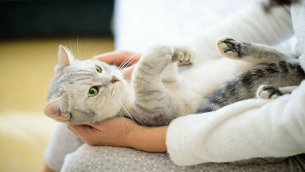 4 Things Before Declawing your Cat