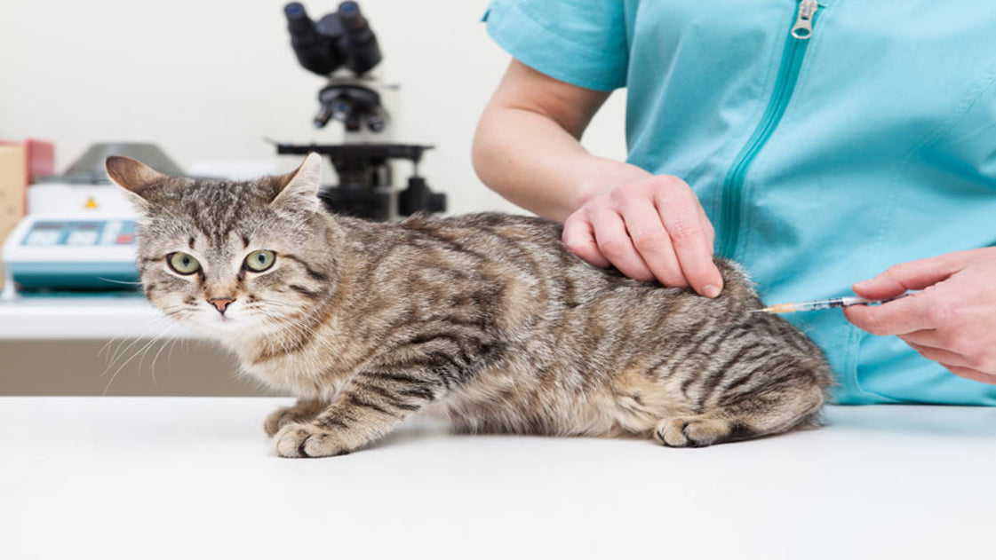 Protect Your Cat With Vaccinations