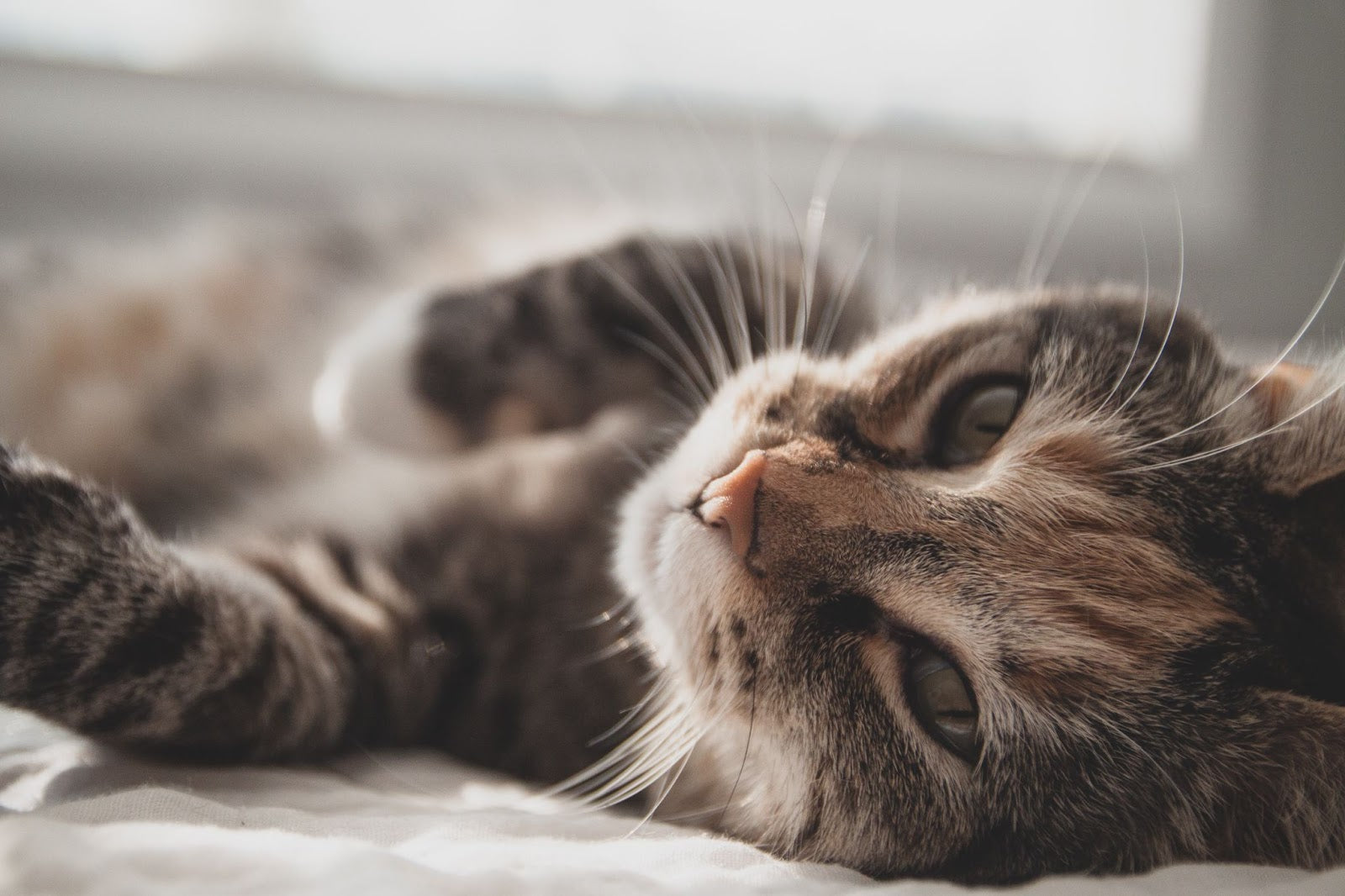 How Do Cats Purr And Why?
