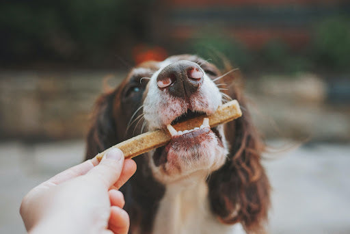 4 Healthy Food Ideas For Your Dog That You Probably Haven't Tried