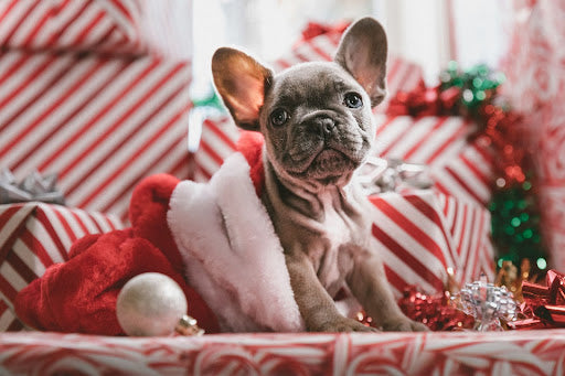 How To Celebrate Christmas With A Dog