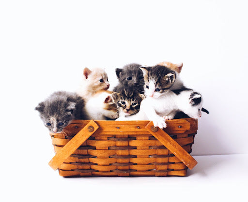 9 Fun Facts About Cats You'll Want To Share