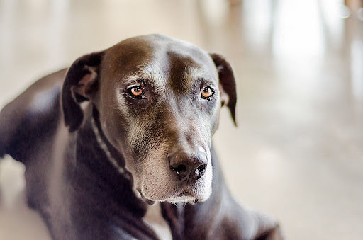 Arthritis In Dogs: What You Can Really Do To Help Your Pet