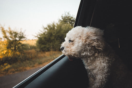 Safe Car Travel For Dogs