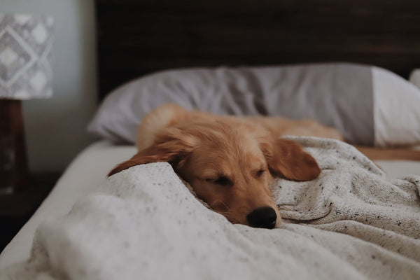 Do dogs and cats dream when they sleep?