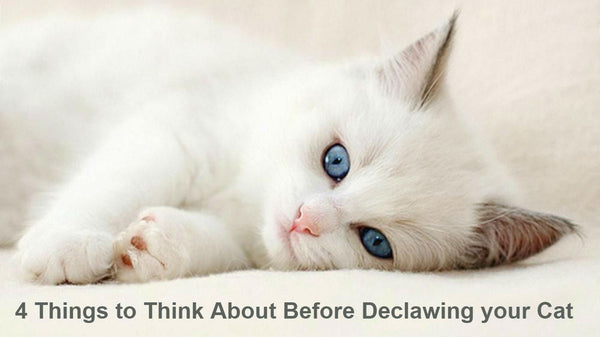 4 Things to Think About Before Declawing your Cat