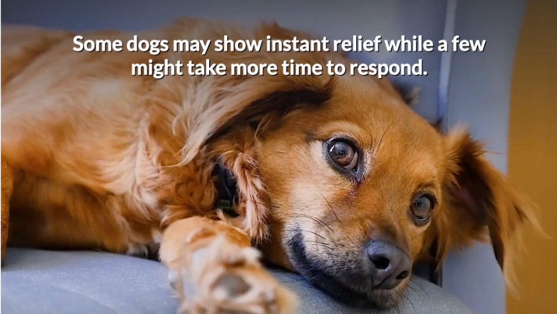 Do Dog Calming Treats Really Work?