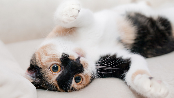 Is Your Cat Behaving Badly?