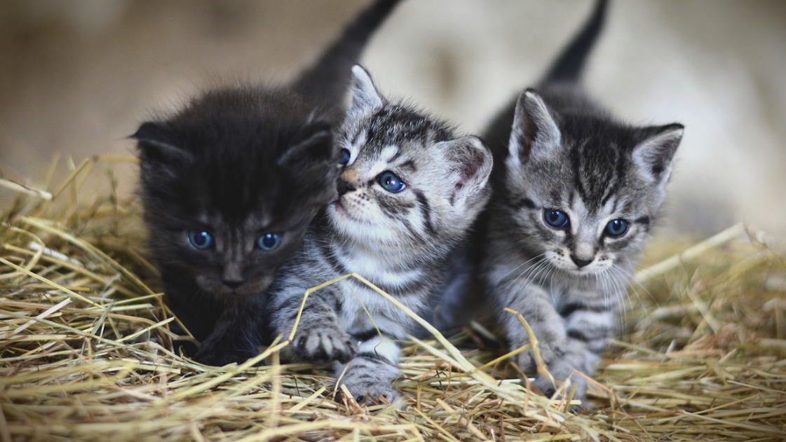 Overview of Cat Breeds