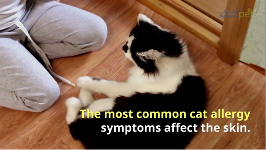 A Guide To Cat Allergies