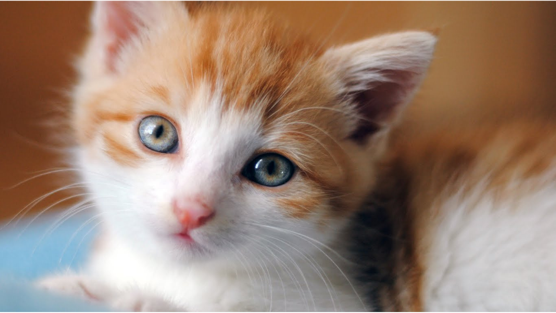 Choosing a Cat Litter For Your Aging Cat