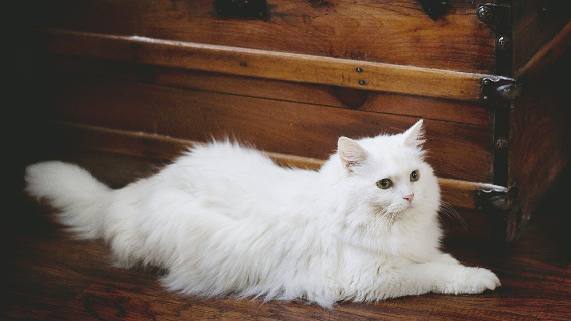 Feline Fur: How To Properly Manage Your Cat's Hair