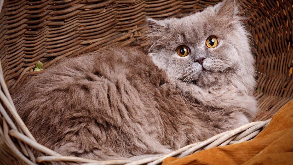 Top Tips For Cat Grooming At Home