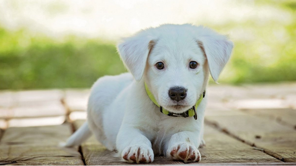 4 Puppy Training Techniques That Are a Cinch for Dog Parents