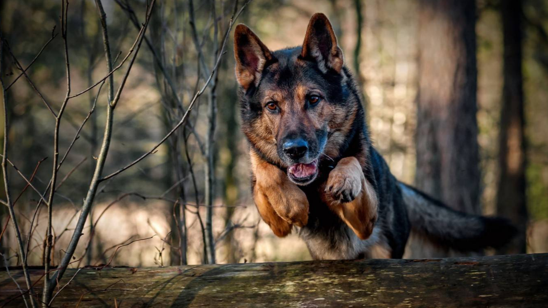 German Shepherd - Facts every Owner Should Know