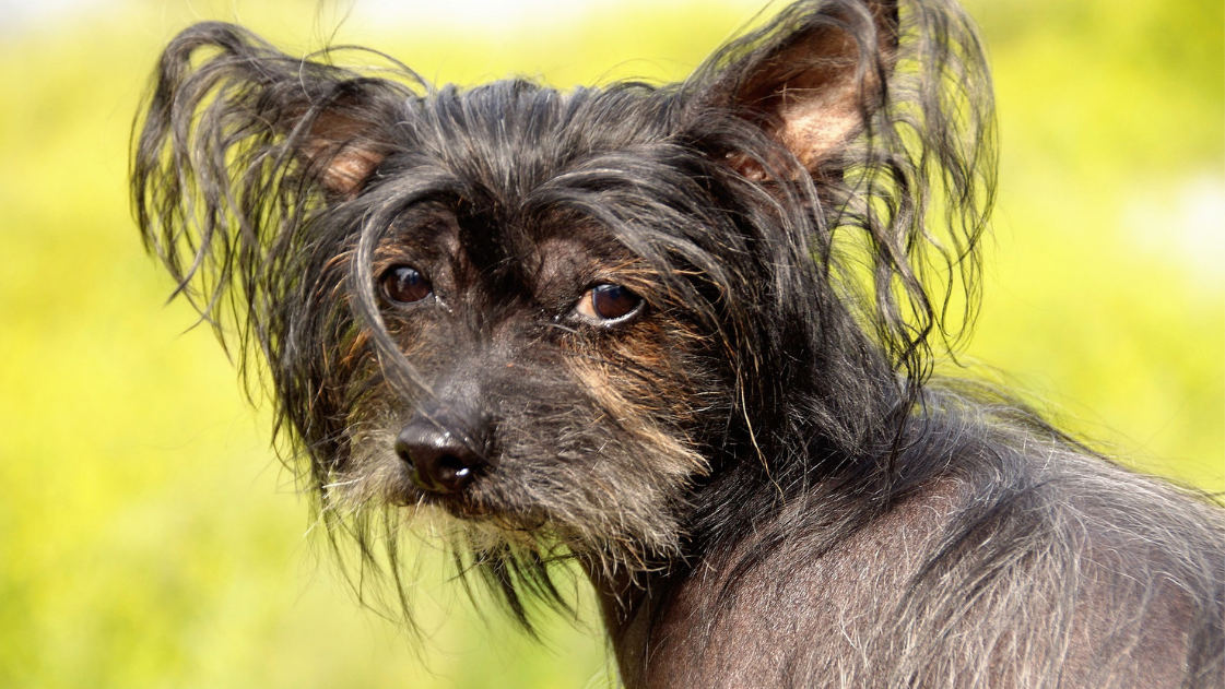 List of Hairless Hypoallergenic Dogs