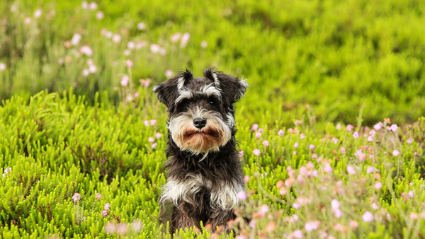 How to Help Dogs That Are Hypoallergenic