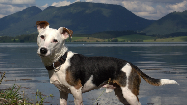 Jack Russell Terrier - The facts every owner of this dog breed should know