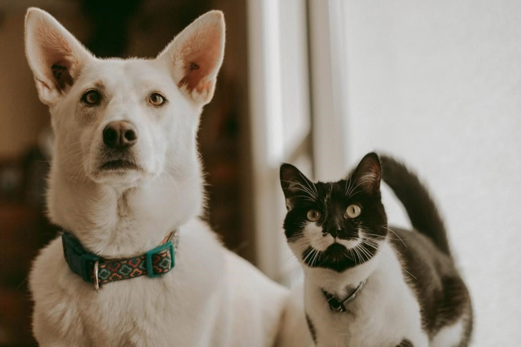 Why Do Dogs Lick Cats? The Reason Behind This Odd Behavior