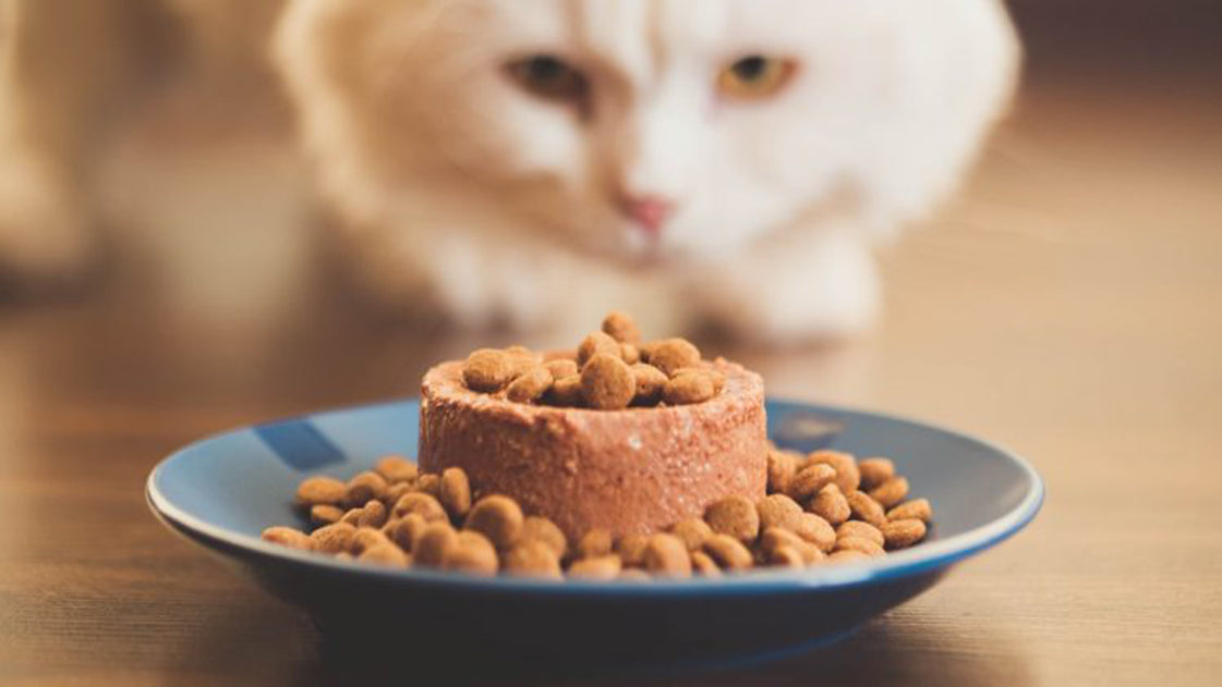 Guide to Feline Feeding