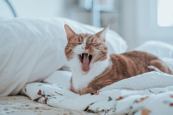 Why Does My Cat Yawn When She Sees Me?