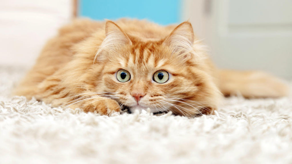 Things To Know About Abused Cats