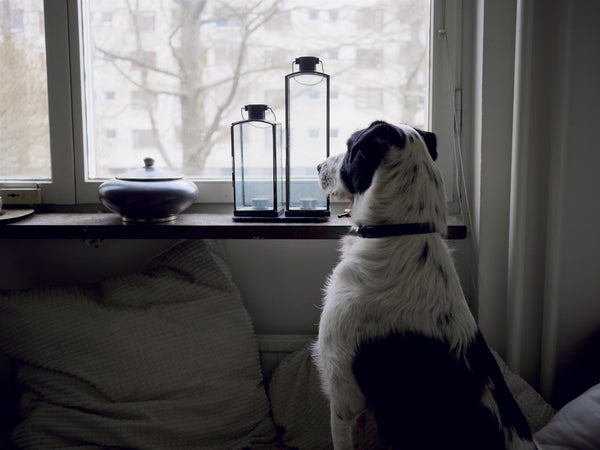 3 Things Dogs Do When Left Home Alone