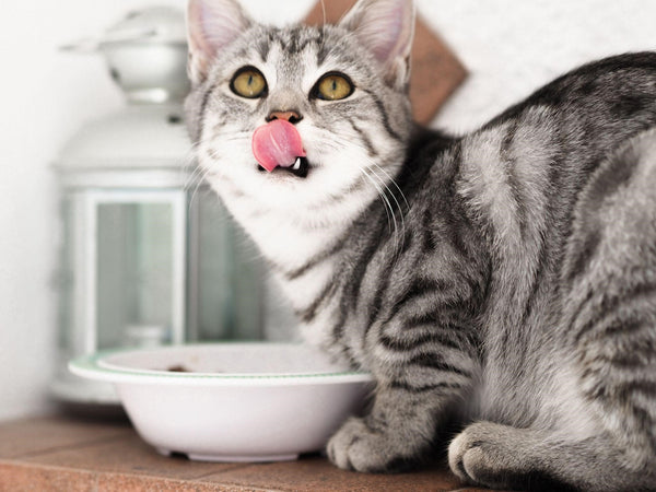 Can Cats Eat This?: Human Foods Pets Can and Cannot Eat